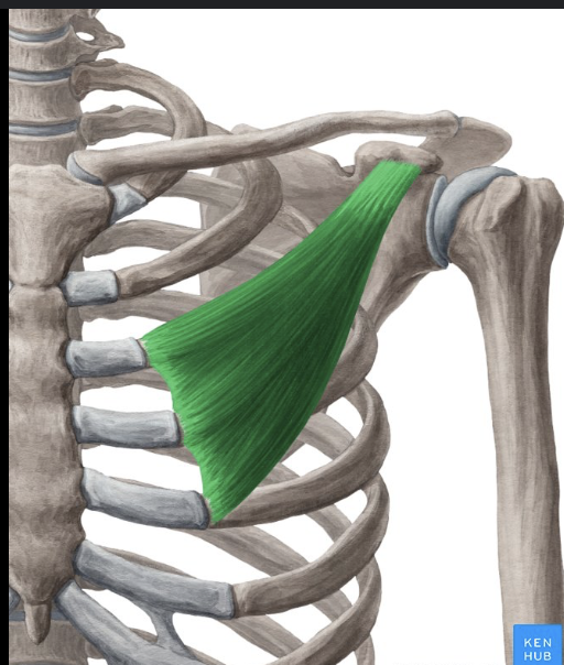 term image