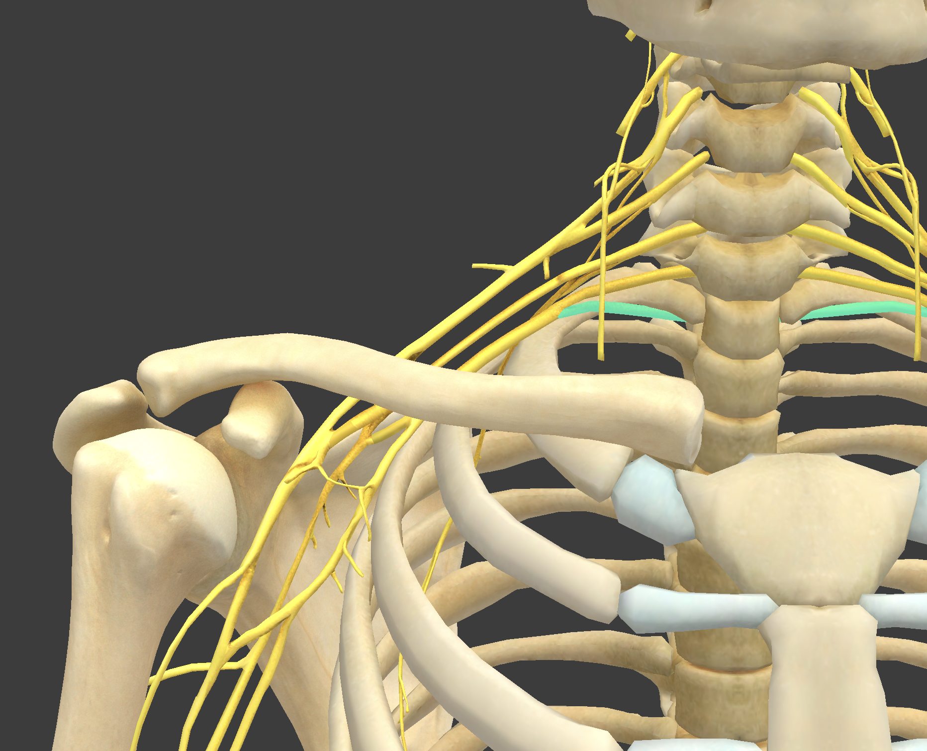 <p>What structure is shown?</p>