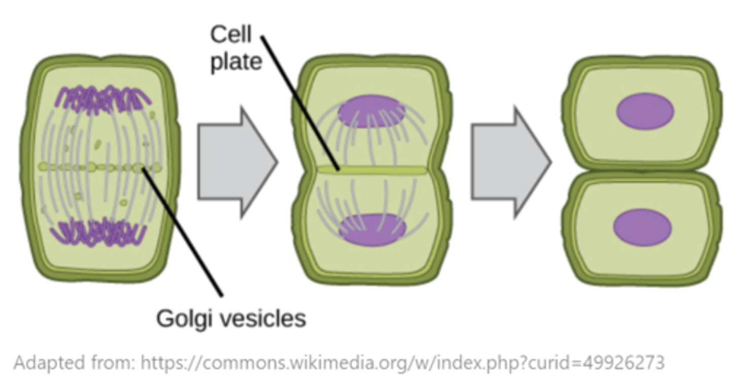 <p>golgi bodies</p>