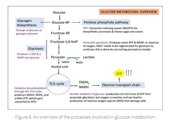 <p>G-6-P then is then either:</p><p></p>