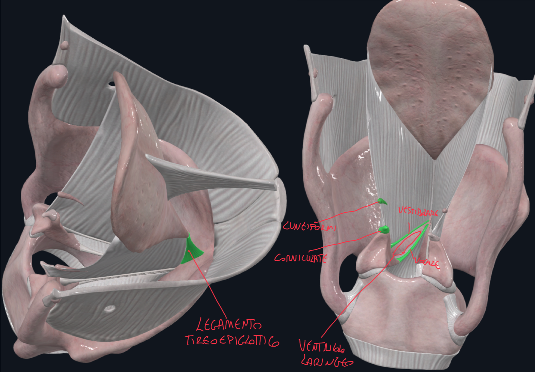 <p>Cartilagini accessorie (piccoli ammassi di cartilagine elastica)</p><ul><li><p>Corniculate → sopra l’apice delle aritenoidi</p></li><li><p>Cuneiformi→  localizzate nelle pliche ariepiglottiche, non articolate con altre cartilagini</p></li></ul><p>Epiglottide:</p><ul><li><p>Cartilagine a forma di foglia/scudo</p></li><li><p>Ancorata alla faccia interna della tiroide tramite il legamento tireoepiglottico a livello della quale avviene il suo spostamento per deviare il bolo alimentare durante la deglutizione</p></li></ul><p>Ventricolo laringeo:</p><ul><li><p>Spazio tra legamento vestibolare e vocale</p></li></ul><p></p>