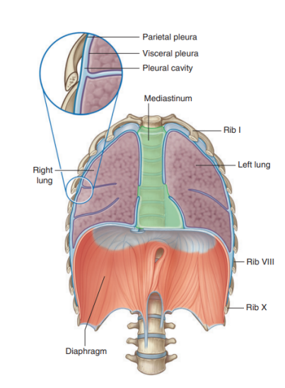 <ul><li><p>Parietal pleura — </p><ul><li><p>Outer section, associated with walls of the cavity</p></li></ul></li><li><p>Visceral pleura —</p><ul><li><p>Inner surface — adheres to and covers lungs</p></li></ul></li></ul>