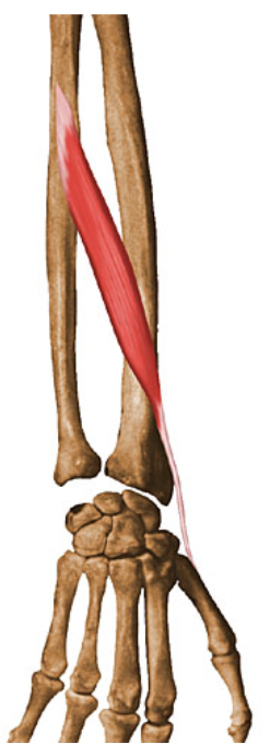 action:

Abduction of thumb at carpometacarpal joint