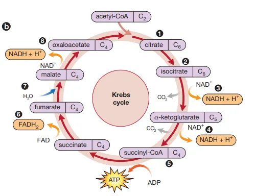 knowt flashcard image