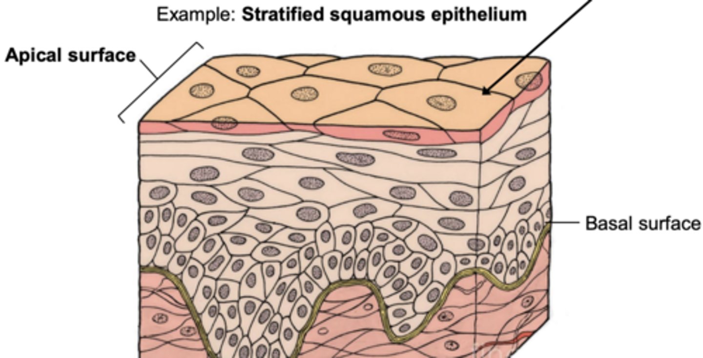 <p>apical surface</p>