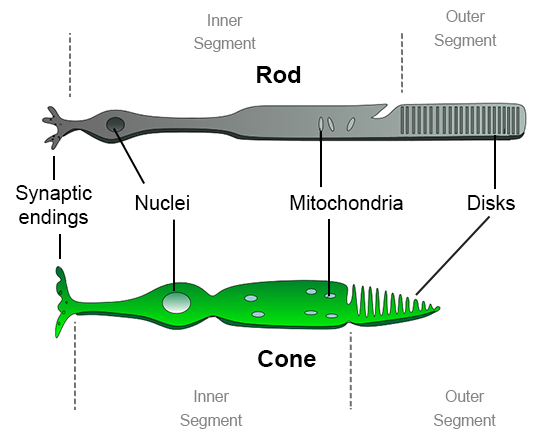 Retinal receptors that take in visual information 