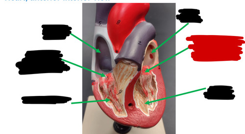 <p>Name this heart valve </p>
