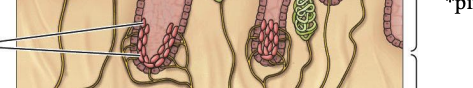 <p>Tonic sensory receptor located in the basal epidermis and hair follicles, particularly sensitive to <strong><u>light</u></strong> touch and pressure.</p>