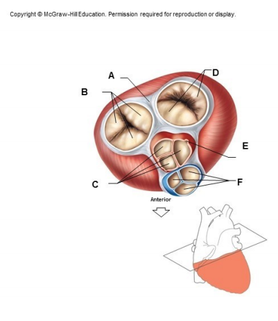 <p>what is structure D</p>