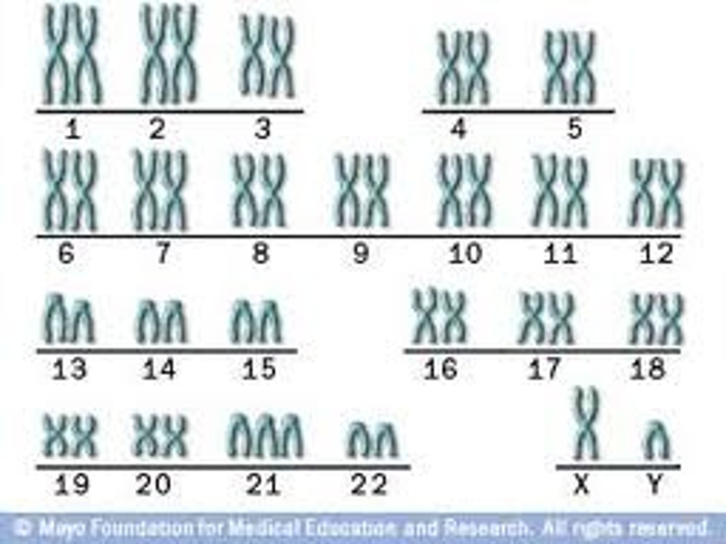 <p>46 chromosomes in each cell 23: from mom and 23 from dad</p>