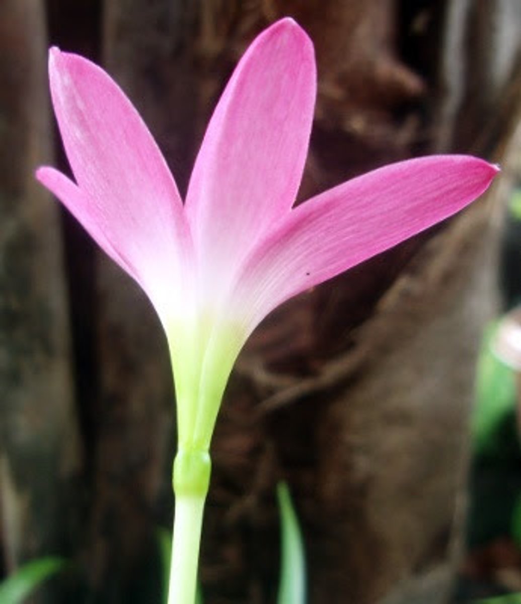 <p>= petals + sepals that are indistinguishable from each other.</p>