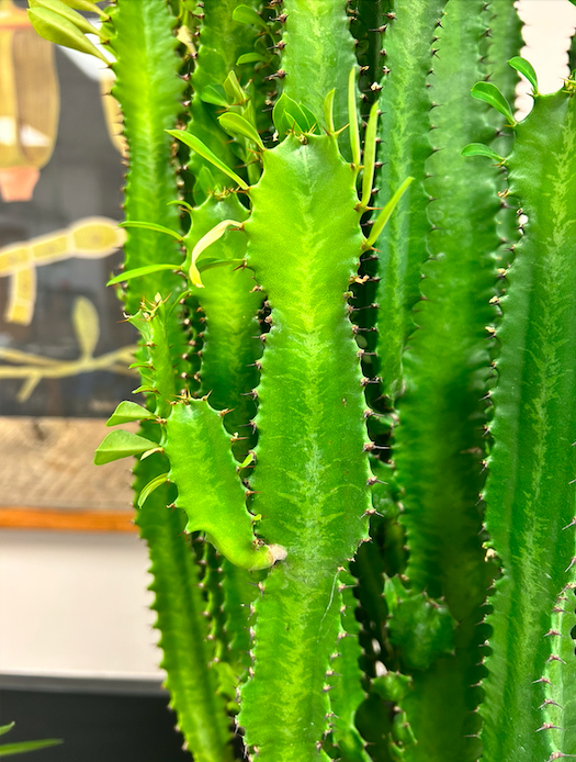 <p>Euphorbiaceae</p><p><em>Euphorbia</em></p>