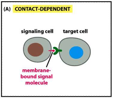 <ul><li><p>e.g during development an in immune response</p></li><li><p>a signaling molecule on the surface of one cell binds to a receptor on a neighboring cell</p></li><li><p>requires physical contact between cells</p></li></ul><p></p>