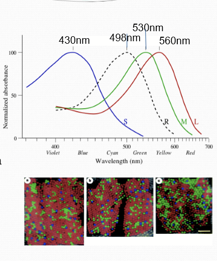 <ul><li><p>Distinct opsin proteins </p><ul><li><p>Rod opsins called rhodopsin, cones are S-opsin-blue; M-opsin-green; L-opsin-red</p></li></ul></li><li><p>Different interactions with 11-cis retinal and polarity of amino acids next to its binding pocket </p></li><li><p>Location: only cones in fovea. Cone photoreceptor density decreases as the distance from the fovea increases.</p></li></ul><p></p>