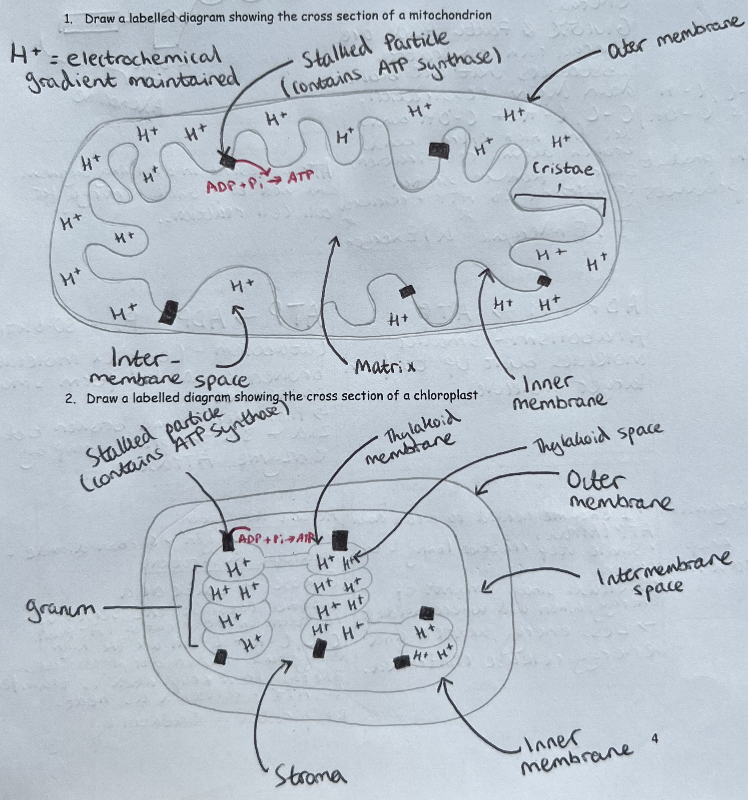 <p><span>ATP is produced during:</span></p><ul><li><p><span>﻿﻿Respiration (chemical energy from glucose is transduced to chemical energy in ATP)</span></p></li><li><p><span>﻿﻿Photosynthesis (light energy is transduced to chemical energy in ATP)</span></p></li></ul>