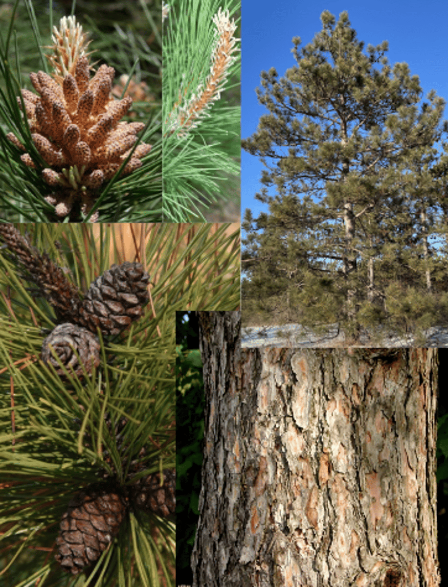 <p>Pinus resinosa</p>