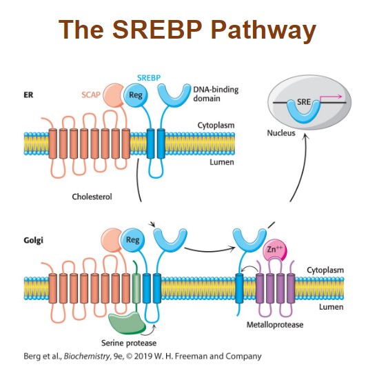 <p>escorts SREBP to the Golgi complex where it is proteolytically processed and activated. There, the activated SREBP moves to the nucleus to stimulate reductase mRNA synthesis. (transcription factor)</p>