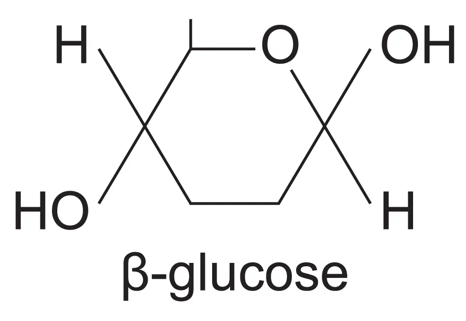 <ul><li><p>they hydroxyl group is at the top</p></li></ul><p></p>