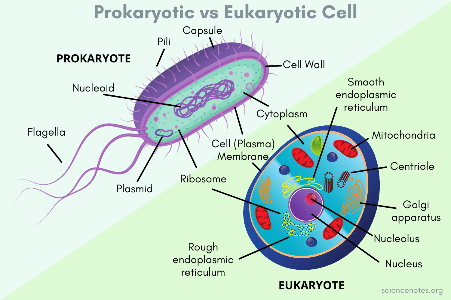 <p>No membrane bound organelles</p><p>Have nucleic structures/ no nucleus</p><p>contains DNA </p>