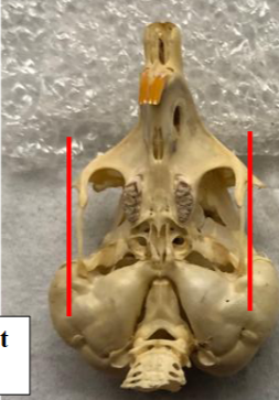 <p>What species?</p>