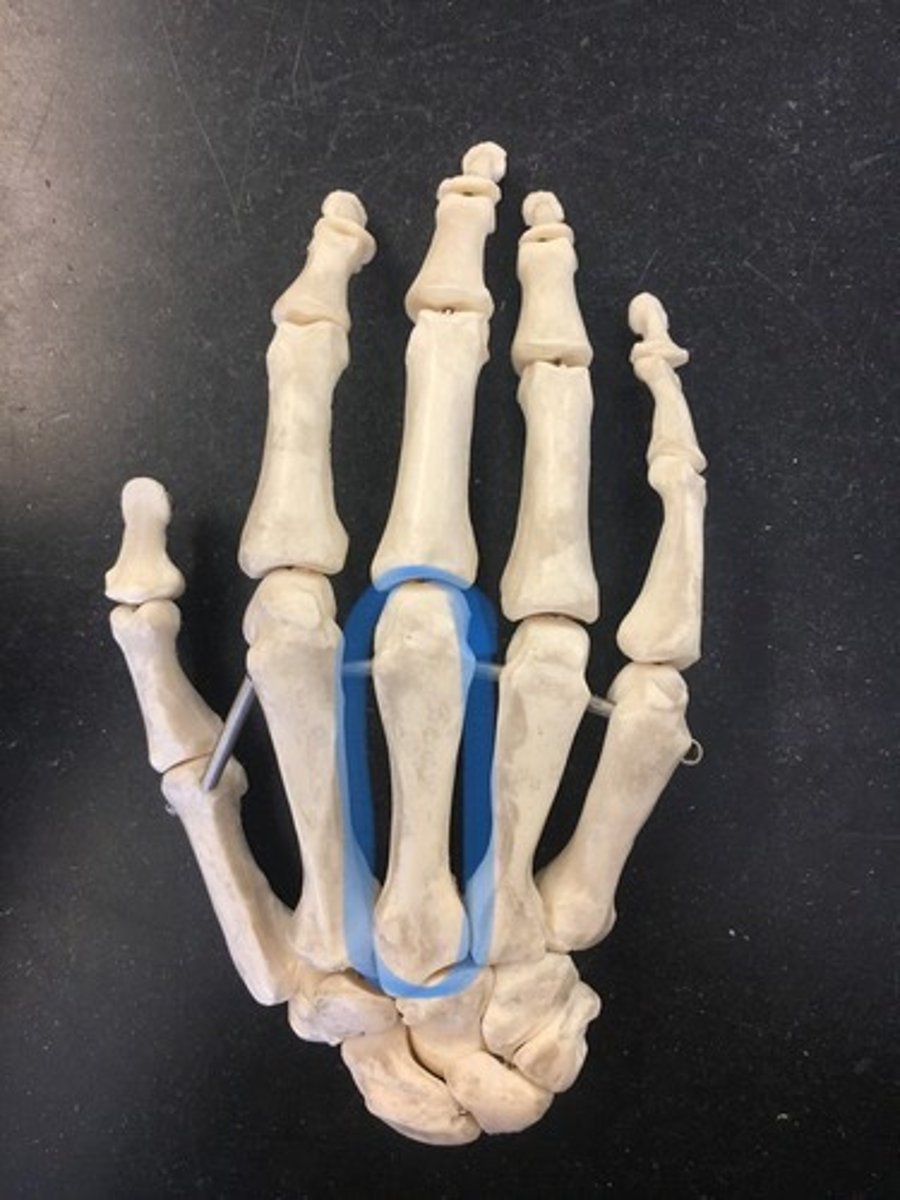 <p>middle finger</p>
