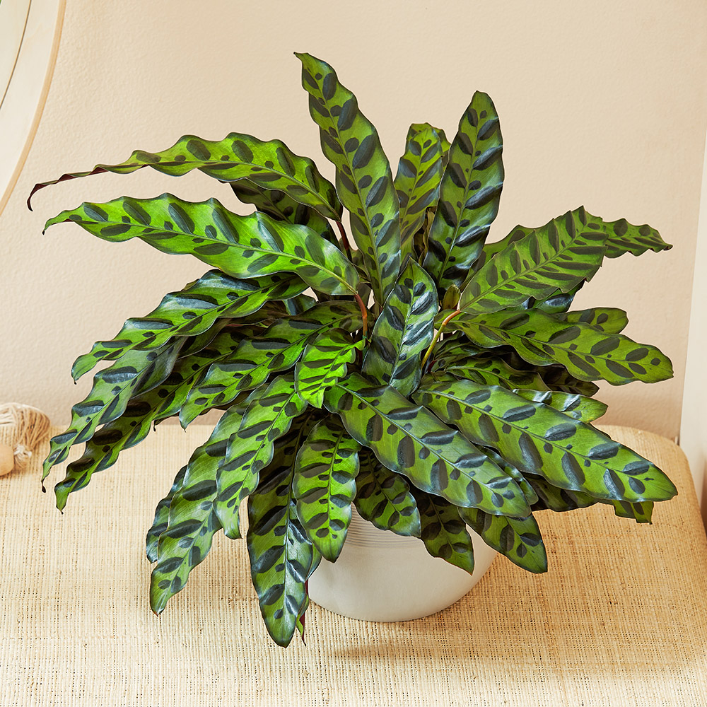 <p>Rattlesnake Plant</p>