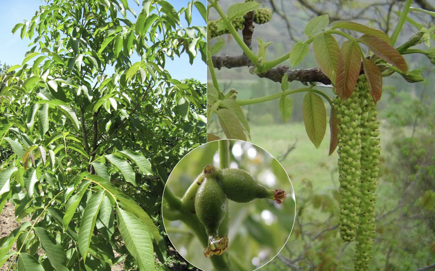 <p>Identificar la Juglandaceae</p>
