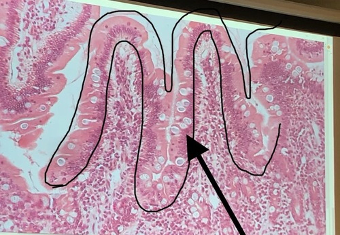 knowt flashcard image