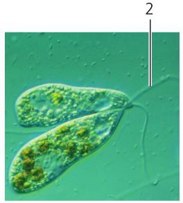 Part of a bacterial cell which helps the bacteria to move.