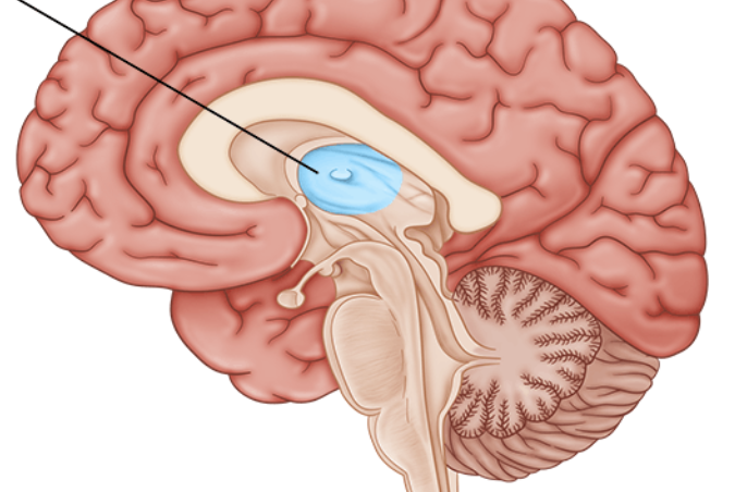 <ul><li><p>Largest diencephalon structure</p></li><li><p>Sensory &amp; motor relay center</p></li><li><p>Consciousness &amp; alertness</p></li><li><p><span style="font-family: sans-serif; color: #fff8f8">Center of the forebrain &amp; posterior</span><span style="color: #fff8f8"><br></span><span style="font-family: sans-serif; color: #fff8f8">to the basal ganglia</span></p></li><li><p><span style="font-family: sans-serif; color: #fff8f8">The relay station</span></p></li></ul><p></p>