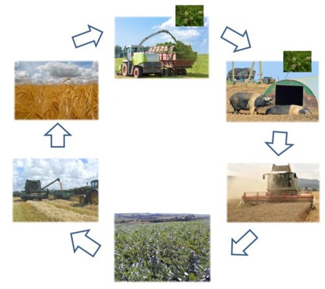 <p>Systematic planting of different crops sequentially.</p>