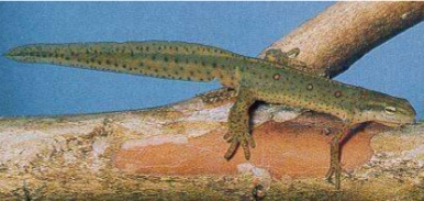 <p><strong>Notophthalmus viridescens</strong></p>