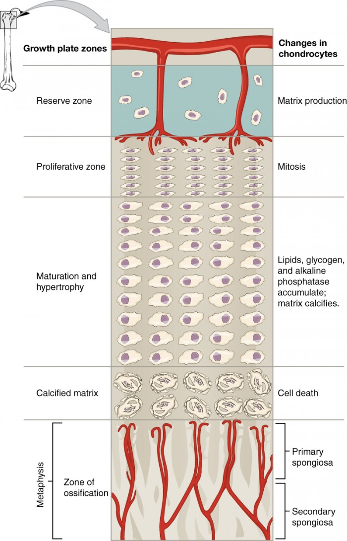 <ul><li><p>region of the epiphyseal plate that anchors the plate to the osseous tissue of the epiphysis</p></li><li><p>contains small chondrocytes within the matrix</p></li></ul><p></p>