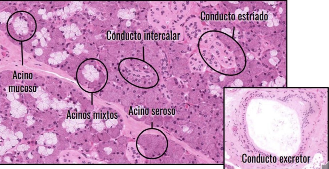 <p>Epitelio exocrino tubulo alveolar compuesto </p>