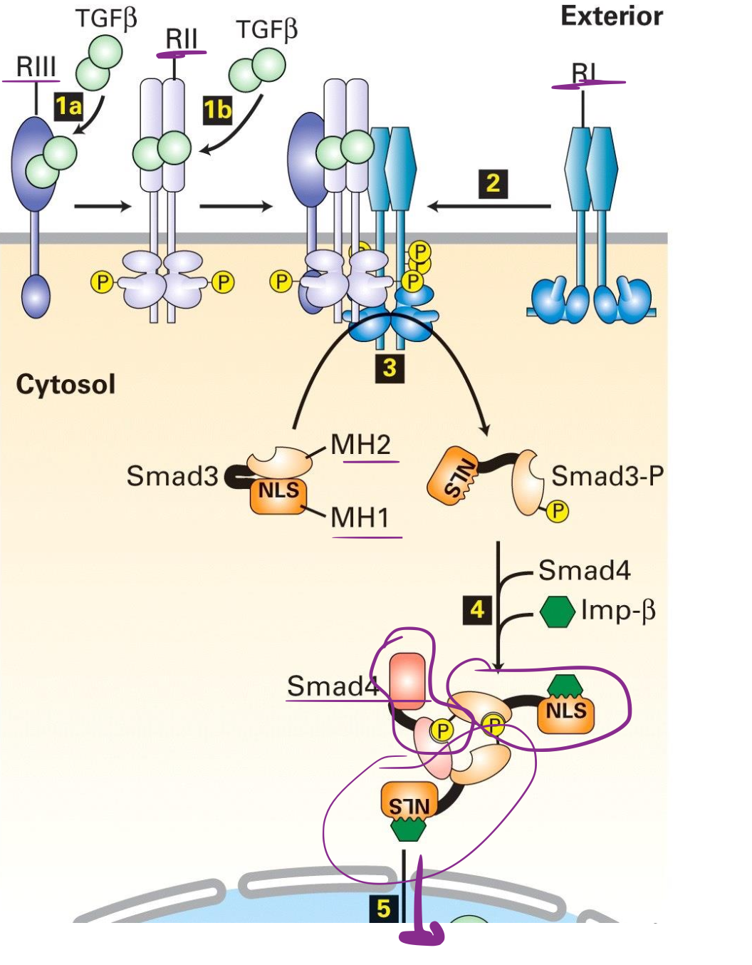 <ol><li><p>RI va phosphoryler Smad3 dans le domaine MH2</p></li><li><p>Formation du complexe Smad4, avec la dimérisation de Smad3 lié à Smad4 formant un complexe actif.</p></li><li><p>Les Smad3 contiennent un signal de localisation nucléaire et fait migrer le complexe Smad4 vers le noyau.</p></li><li><p>Le complexe se lie à l’ADN (sur des élements de liaisons Smad dans les promoteurs des gènes cibles)</p></li></ol><p></p>