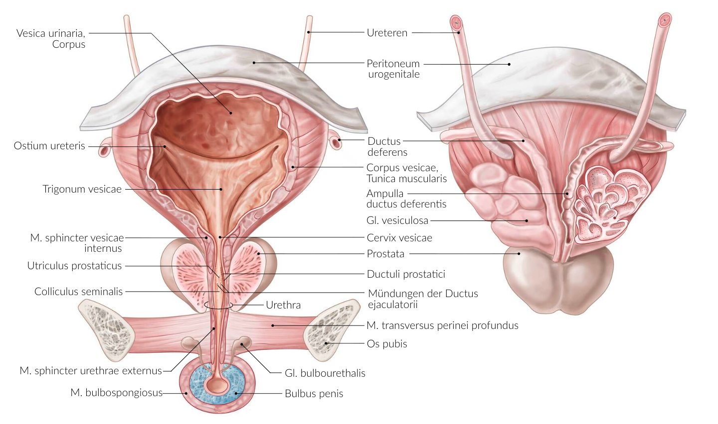 <p>D. In the membranous part of the urethra (Pars membranacea)</p>