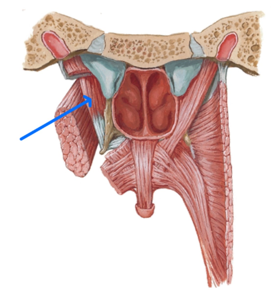 <p>What is the blue arrow pointing to?</p>