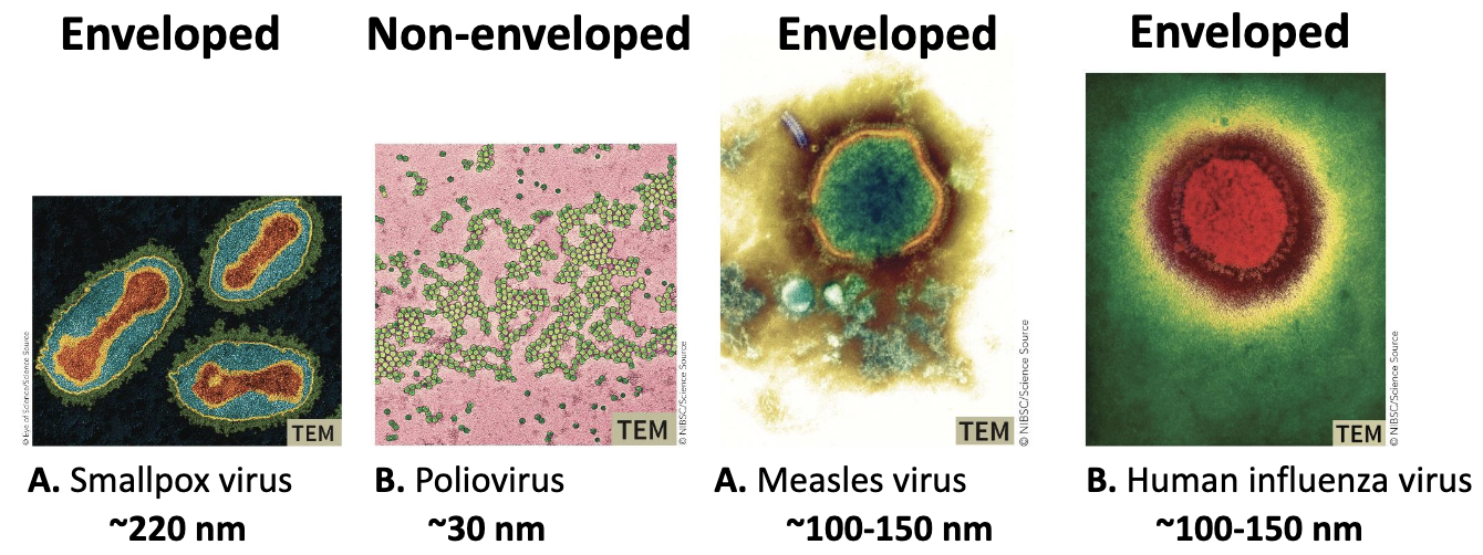 <p>Virus identification</p><ul><li><p>The first step in identification rests on <strong><em>visual observation</em></strong> of viral morphology (not infallible)</p></li></ul><p></p>