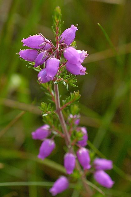 <p><strong>Heather (<em>Erica</em>, <em>Calluna</em>)</strong></p><ul><li><p class=""><em>Erica carnea</em>: early blooming</p></li><li><p class=""><em>Calluna vulgaris</em>: summer blooming</p></li><li><p class="">Tiny scale-like or needle-like leaves</p></li><li><p class="">Low-growing mat-forming shrubs</p></li></ul><p></p>