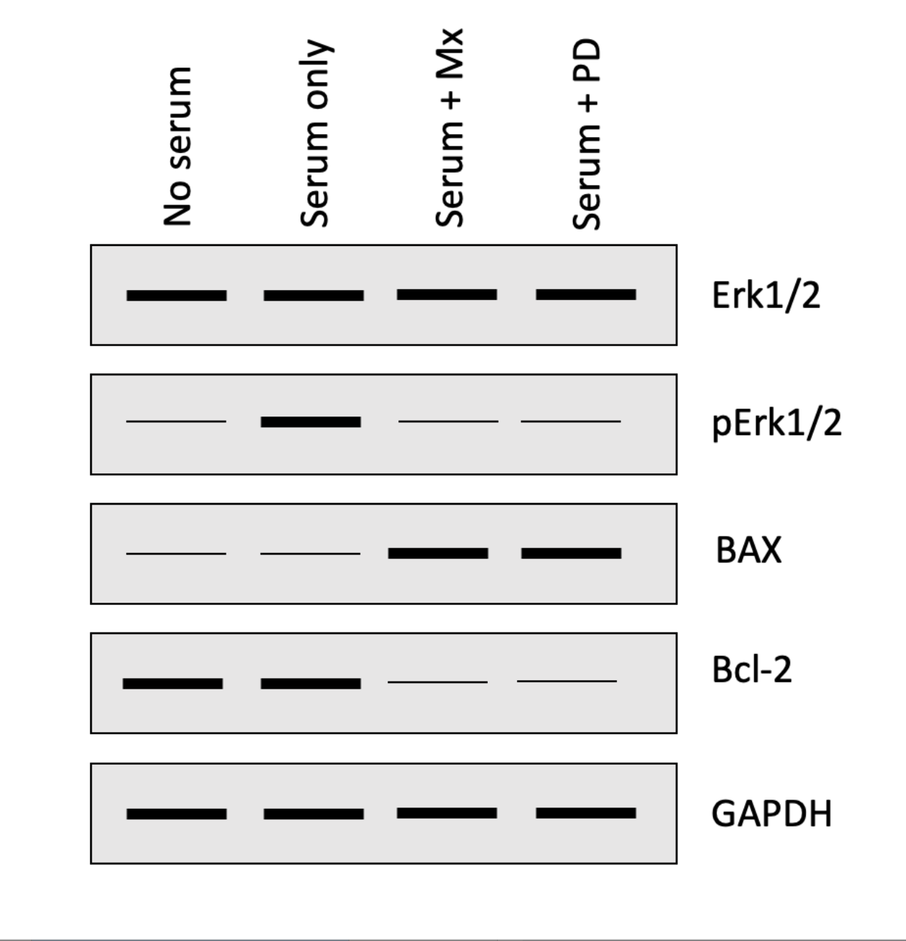 <p>The following four questions refer to the Western blot below that investigated how a chemotherapeutic drug methotrexate (Mx) impacts the activation of the ERK1/2 and apoptosis pathways in HeLa cells (malignant cervical cancer cells).  Cells were either serum starved (no serum) or grown in serum containing media with or without PD184352 (PD; ERK1/2 inhibitor) or Mx.</p><p></p><p>In what cells is the ERK1/2 pathway activated?  One or more may be correct, so select all that apply:</p><ol><li><p>Choice 1 of 4:No serum</p></li><li><p>Choice 2 of 4:Serum + Mx</p></li><li><p>Choice 3 of 4:Serum only</p></li><li><p>Choice 4 of 4:Serum + PD</p></li></ol>