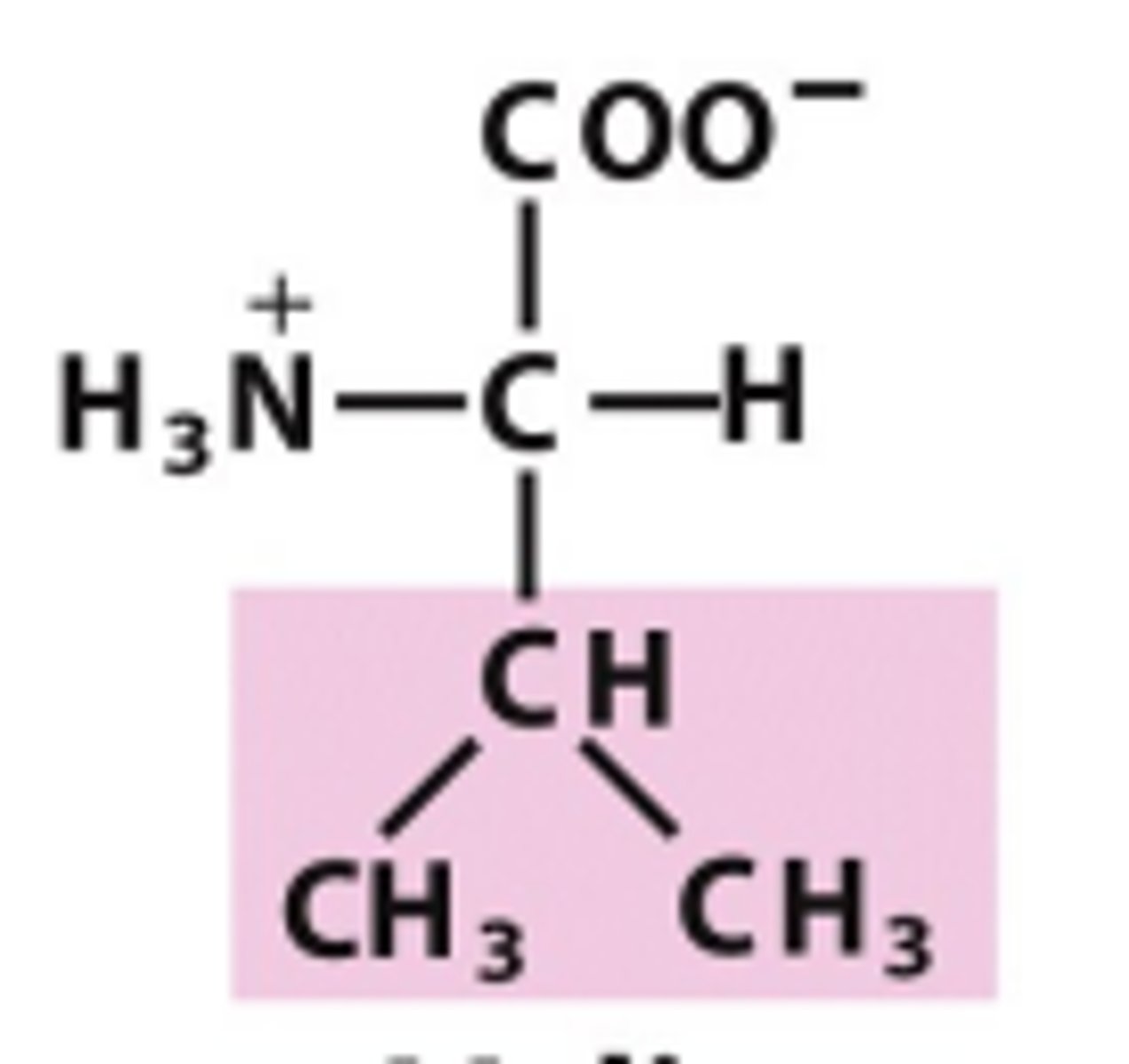 <p>Which amino acid is this?</p>