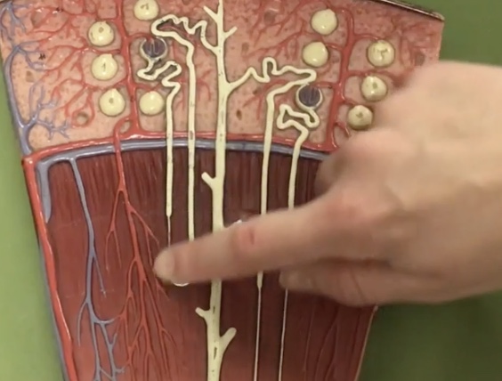 <p>Description: Tube traveling toward the renal pelvis after the proximal convoluted tubule</p><p>Function: Where only water is reabsorbed to the capillaries (osmosis)</p>