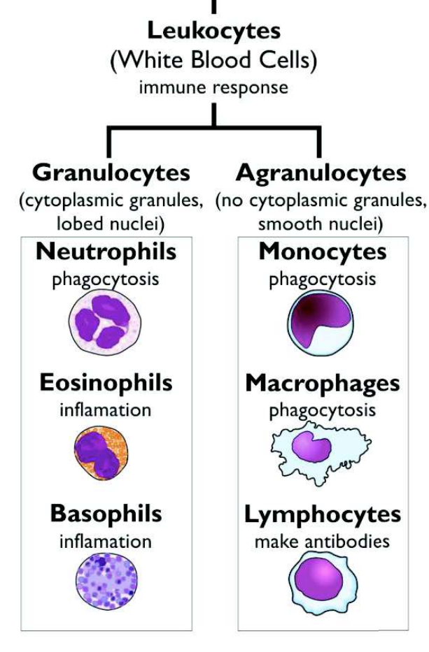 <p><strong>Granulocytes (cytoplasmic granules, lobed nuclei):</strong></p><ul><li><p>neutrophils → phagocytosis</p></li><li><p>eosinophils &amp; basophils → inflammation</p></li></ul><p><strong>Agranulocytes (no cytoplasmic granules, smooth nuclei):</strong></p><ul><li><p>monocytes &amp; macrophages → phagocytosis</p></li><li><p>lymphocytes → make antibodies</p></li></ul><p></p>