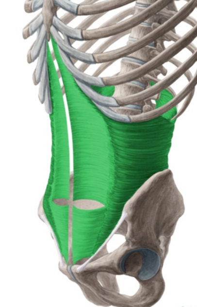 <p>Transversus abdominis nerve supply</p>