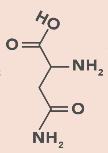 <ul><li><p>Polar</p></li><li><p>Amide group</p></li></ul><p></p>