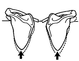 <p>What are the prime moving muscles of the shoulder <u><strong>girdle</strong></u> involved in <strong><em>elevation</em></strong>?</p>