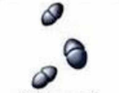 Spherical/cocci bacteria that grow in pairs and cause diseases such as pneumonia.