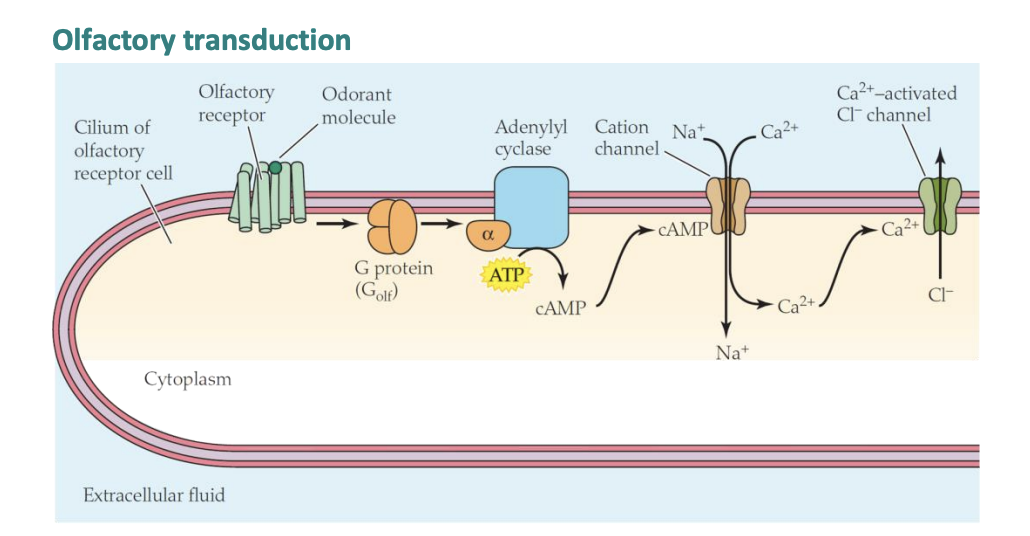 <ol><li><p>GPCR activated G-protein Golf within the cilia membrane</p></li><li><p>single activated GPCR molecule may activate more than one G-protein→ AMPLIFICATION 1</p></li><li><p>each alpha subunit activates one adenyl cyclase→ synthesises more molecules of cAMP AMPLIFICATION 2</p></li><li><p>cAMP activates cyclic nucleotride-gasted (CNG) channels</p></li><li><p>open to allow the entry of Na+ and Ca2+→ leading to depolarisation</p></li><li><p>initiate action potential in the axon</p></li><li><p>Phosphodiesterase PEDE degrades the c-AMP to AMP→ to end the sensory response</p></li></ol><p></p>