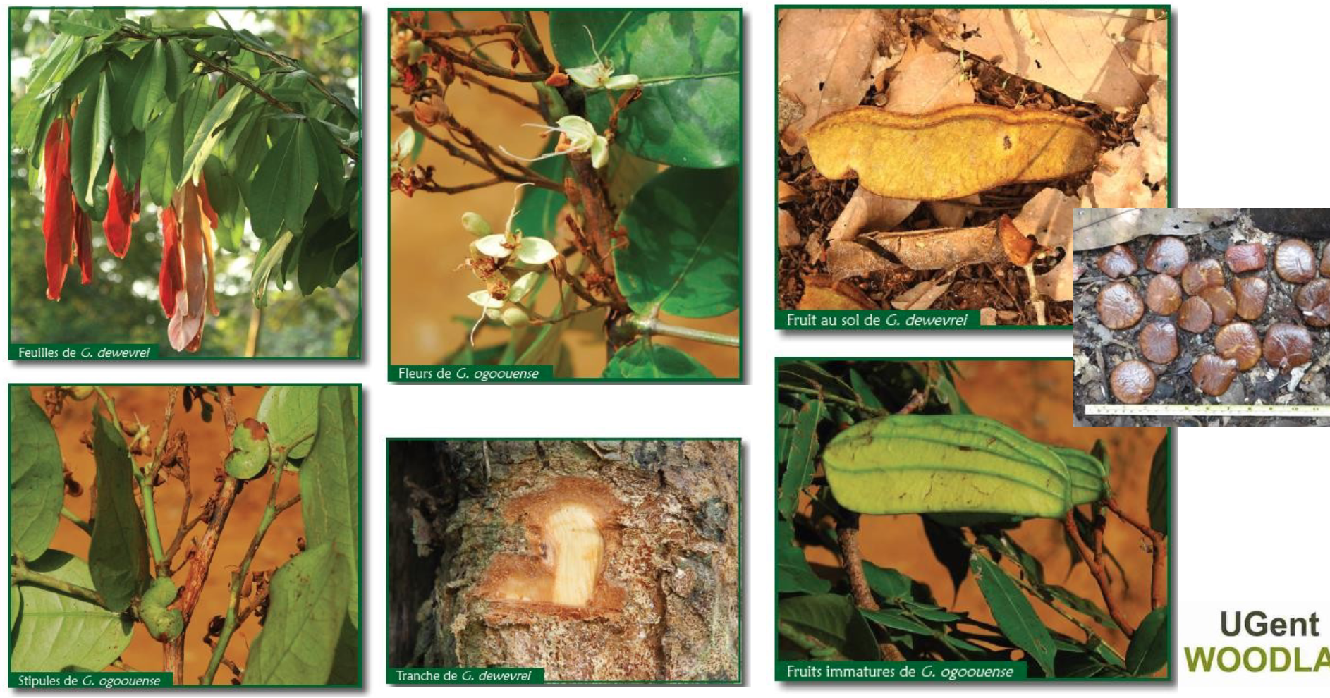 <p>A large tree characterized by its thick pods, highly sought after for timber.</p>