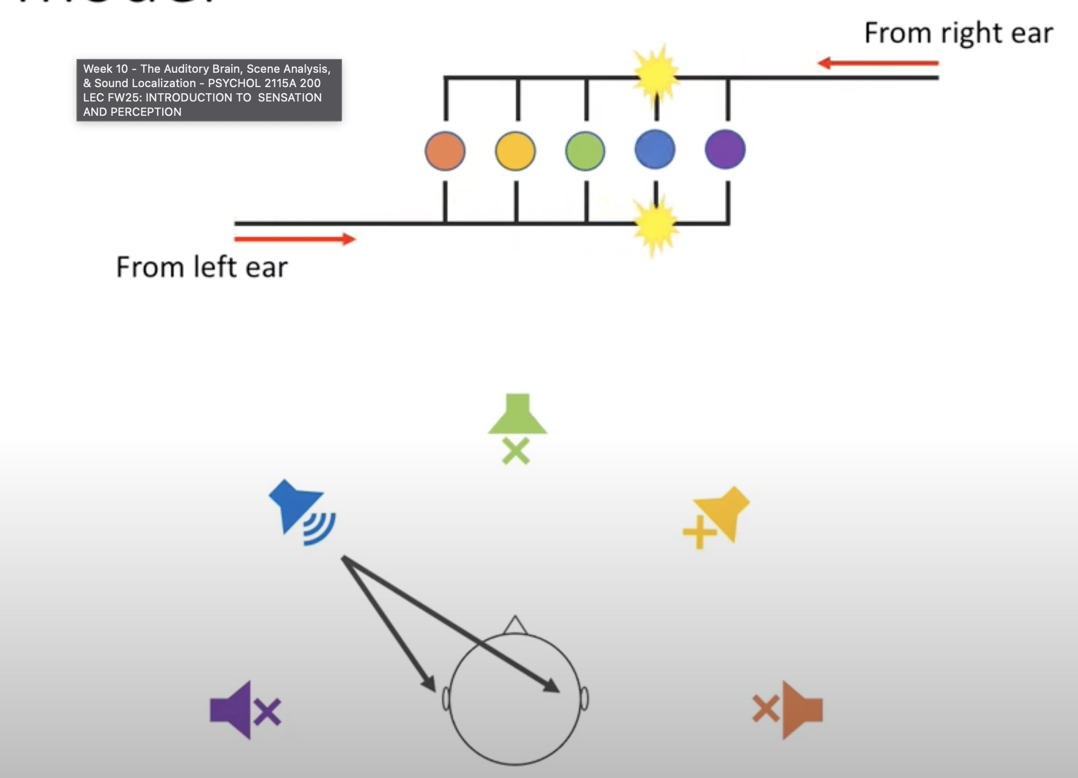 <ul><li><p><span style="background-color: transparent;"><span>If a sound is on your right, it'll reach right ear before left </span></span></p></li><li><p><span style="background-color: transparent;"><span>if Electrical activity at right superior olive arrives first it results in electrical activity at ITD sensitive cell in that location </span></span></p></li></ul><p></p>